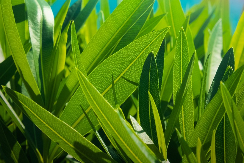 脉络清晰的绿色叶子图片