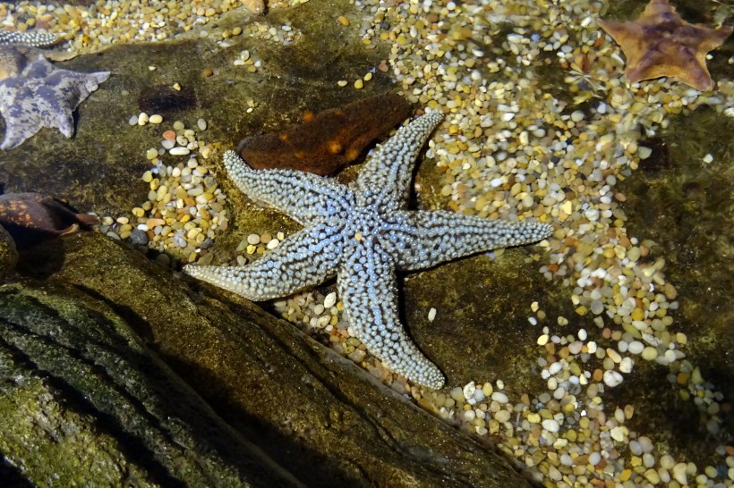 好看的海星图片