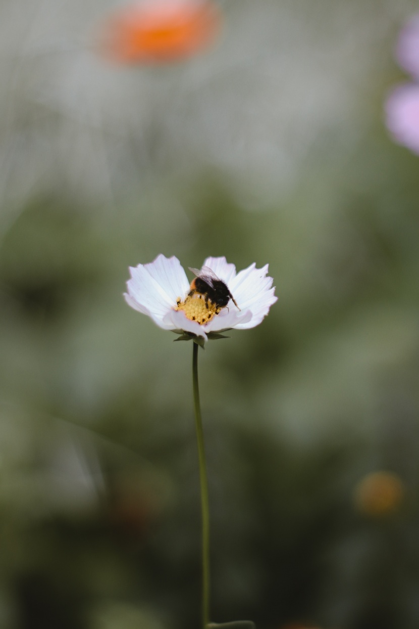 采花蜜的小蜜蜂圖片