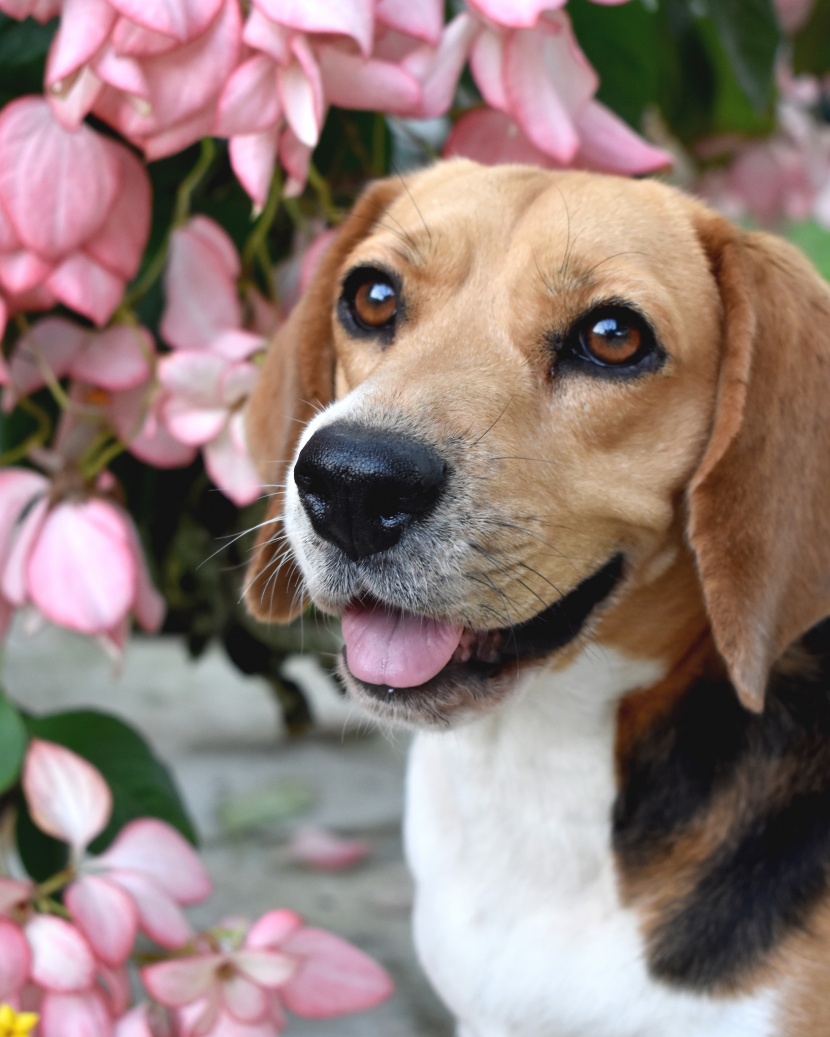 可愛(ài)的米格魯獵兔犬頭部圖片