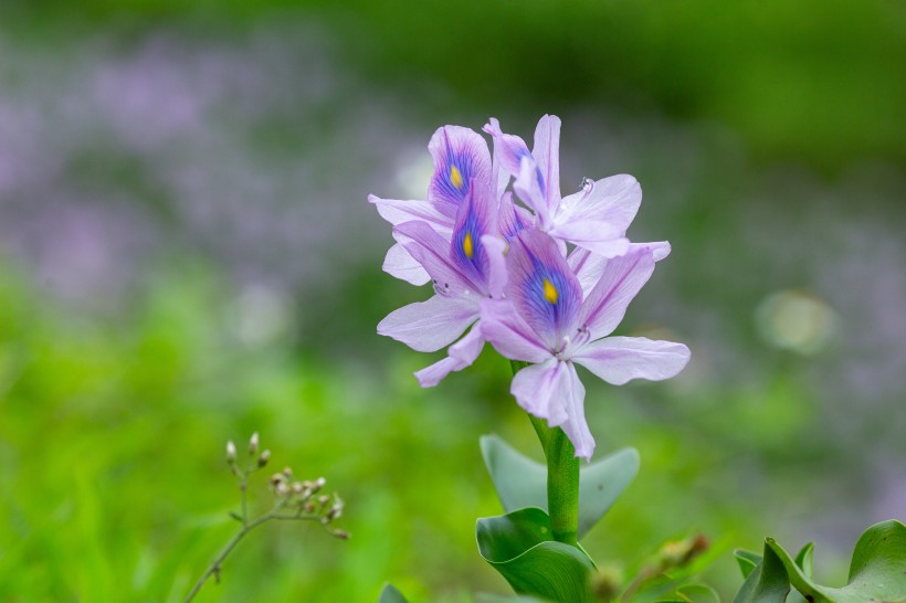 淡紫色清丽的雨久花图片