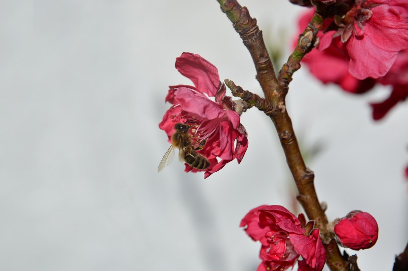 粉嫩茂盛的桃花圖片