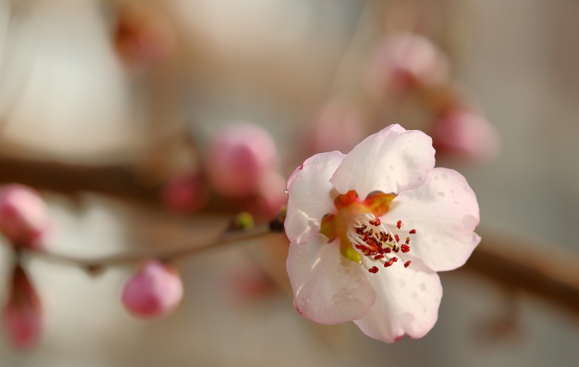 美丽的山桃花图片