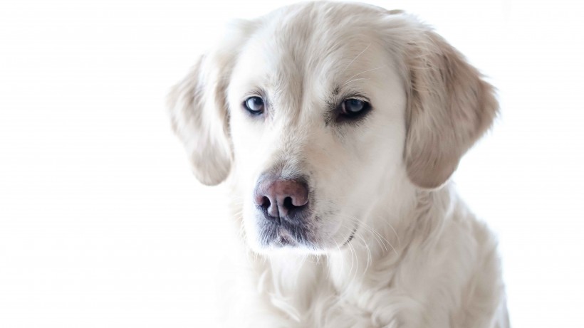 活泼忠诚的拉布拉多猎犬图片