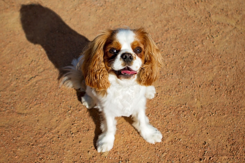 漂亮的查理士王小猎犬图片