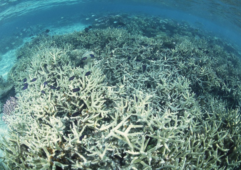 海底生物图片