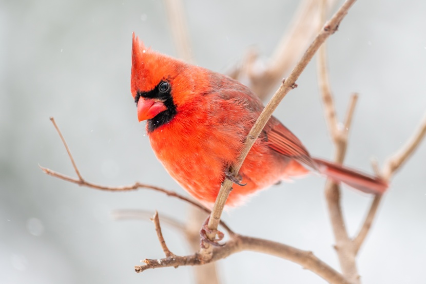 紅衣鳳頭鳥(niǎo)圖片