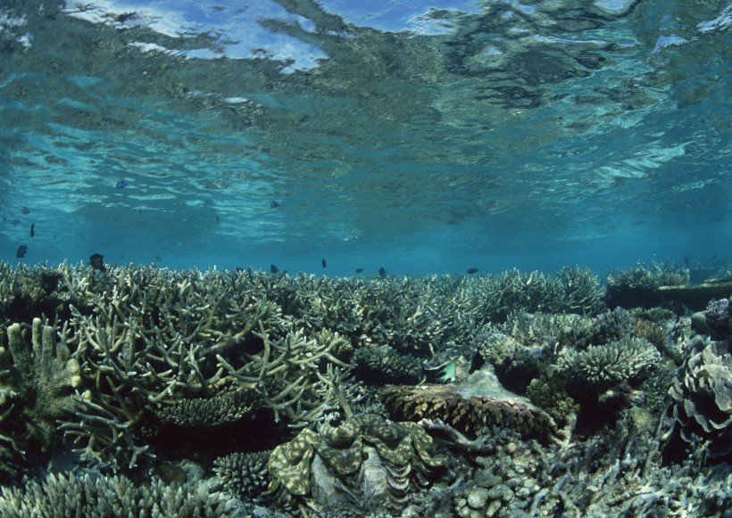 海底生物图片