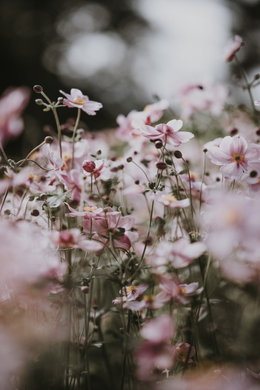 花園里的小花圖片