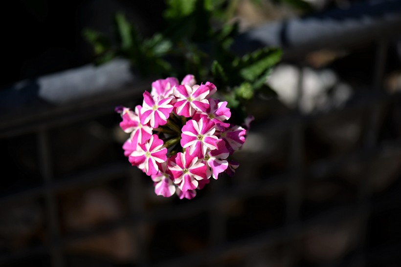 色彩豐富花期長的矮牽牛圖片