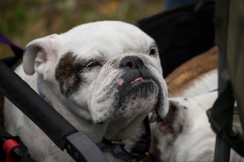 忠誠可靠的英國斗牛犬圖片