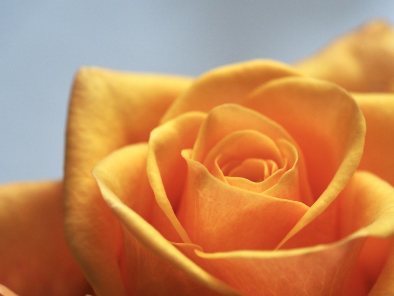 热情明亮的黄玫瑰图片