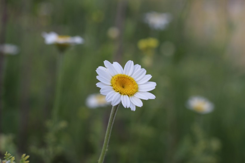 白色淡雅的雛菊花圖片