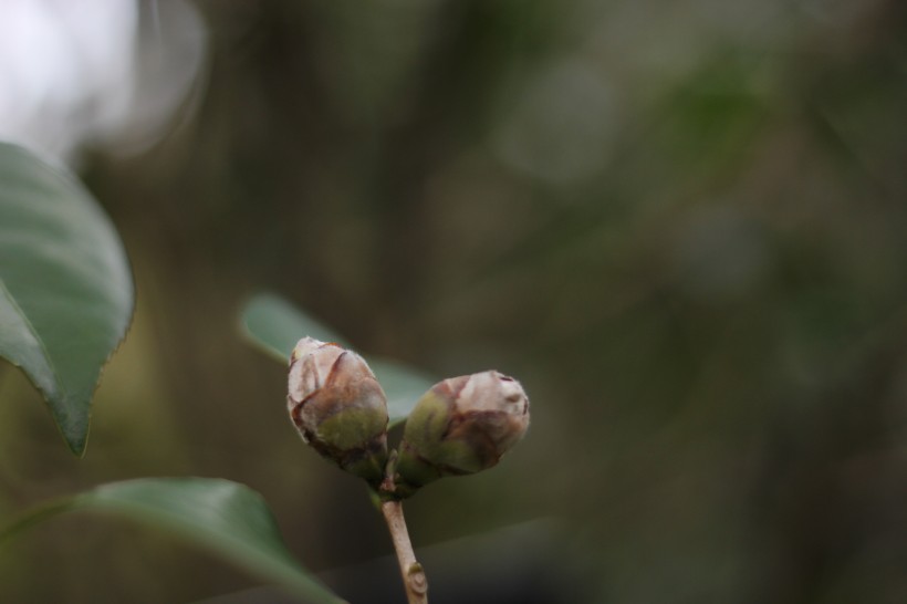 山茶花的花骨朵圖片