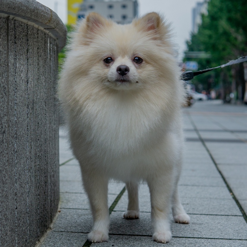 活泼好动的博美犬图片