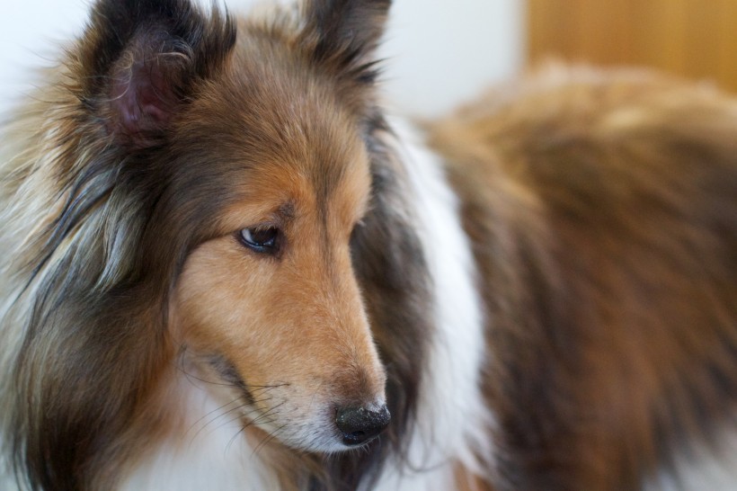  忠實(shí)可靠的樂蒂牧羊犬圖片