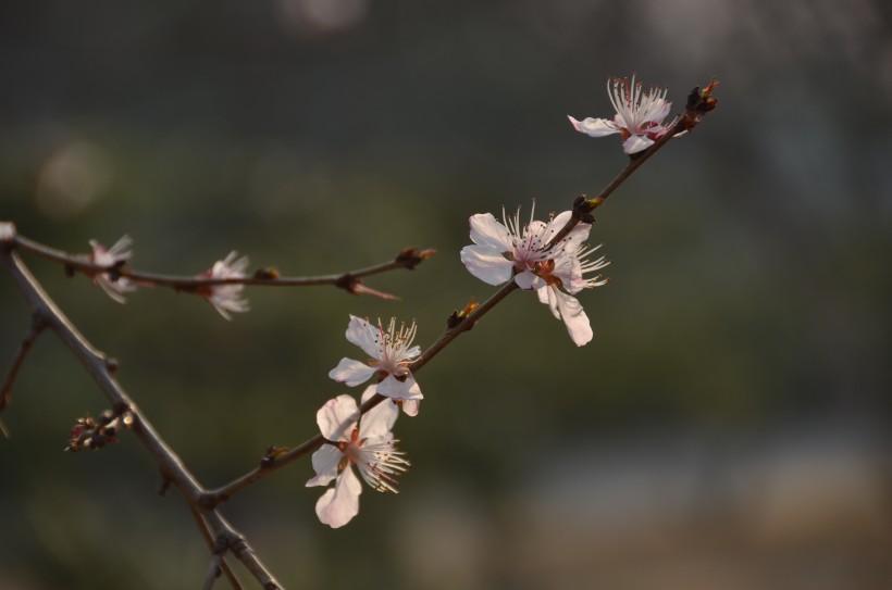 各種顏色有獨特韻味的梅花圖片