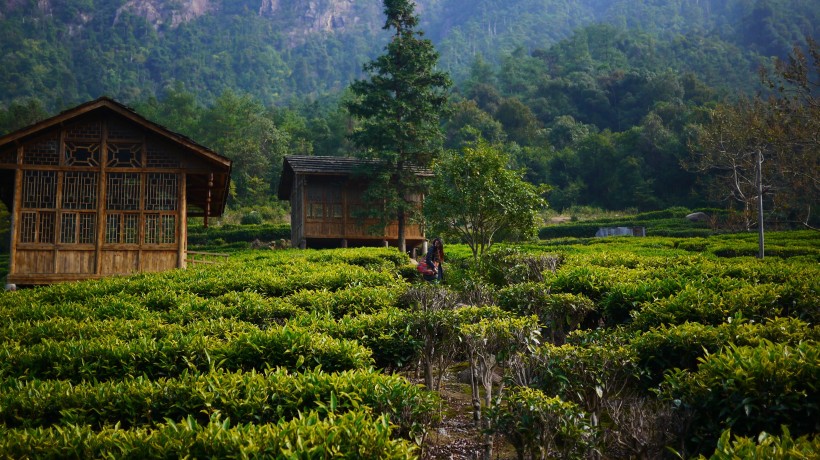 風景優(yōu)美的茶樹圖片