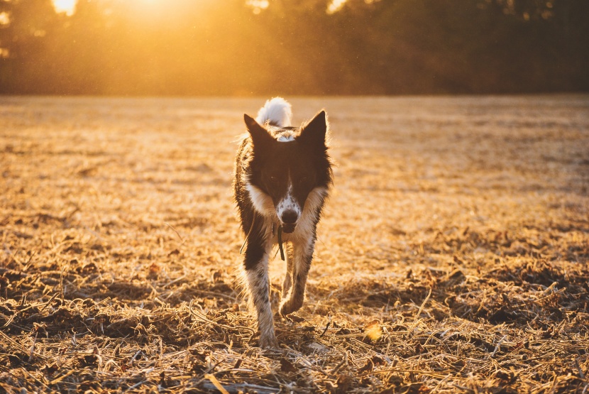 聰明敏銳的邊境牧羊犬圖片