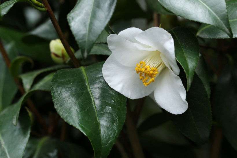 各种颜色娇俏的山茶花图片