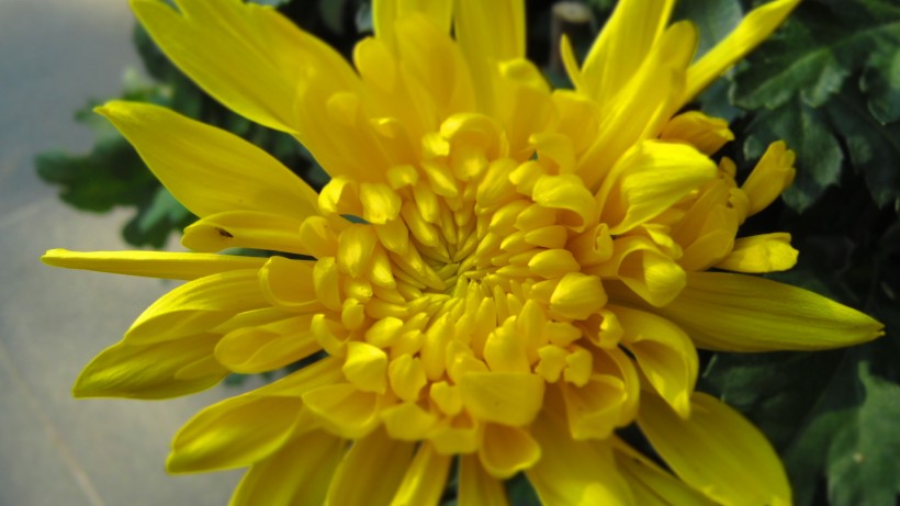 盛开的金色菊花图片