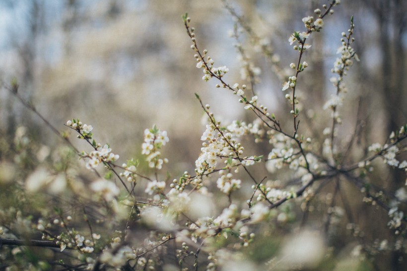 苹果树花图片