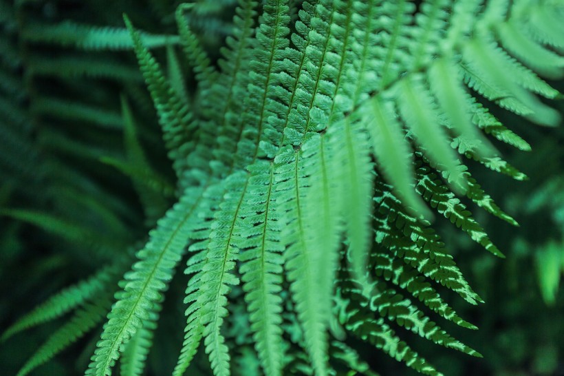 野生綠色蕨類植物圖片