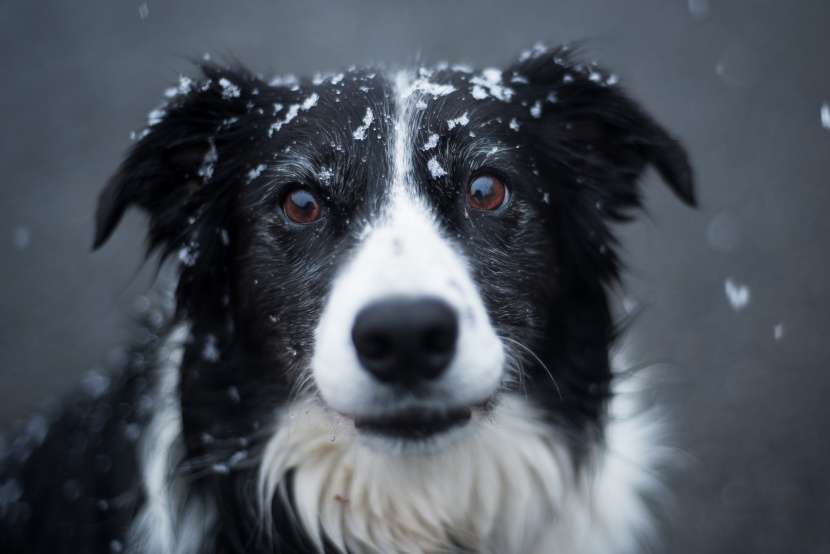 聰明敏銳的邊境牧羊犬圖片