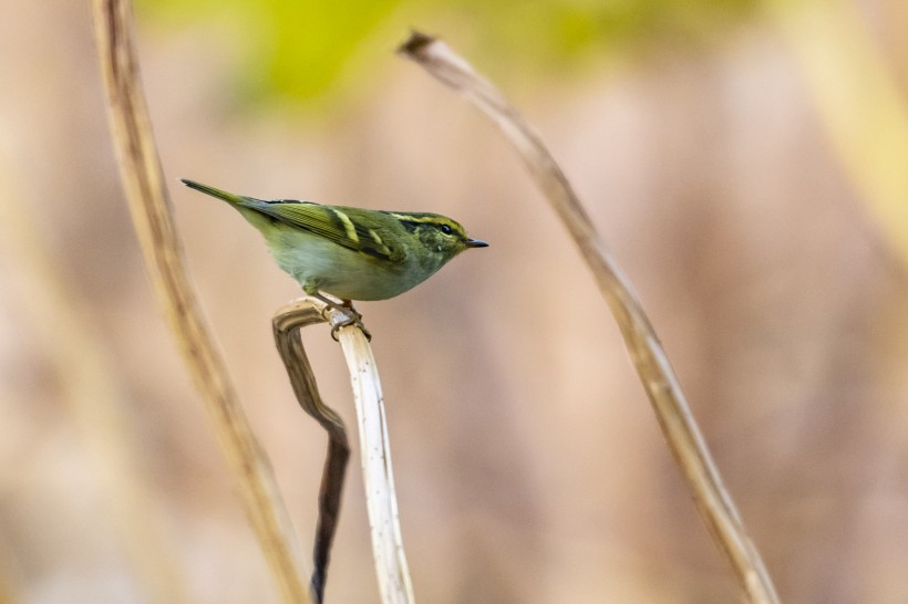 黃眉柳鶯鳥類圖片