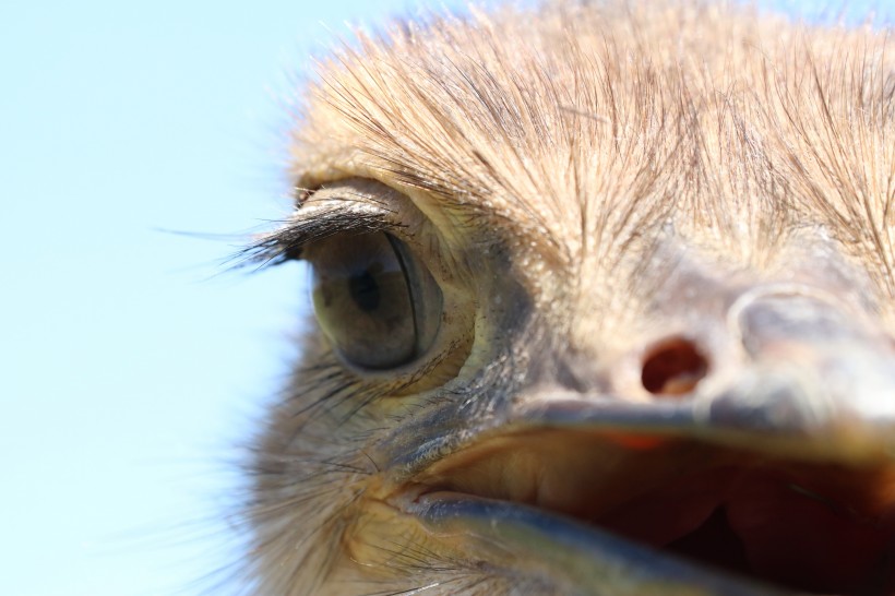 世界最大的鳥類鴕鳥圖片