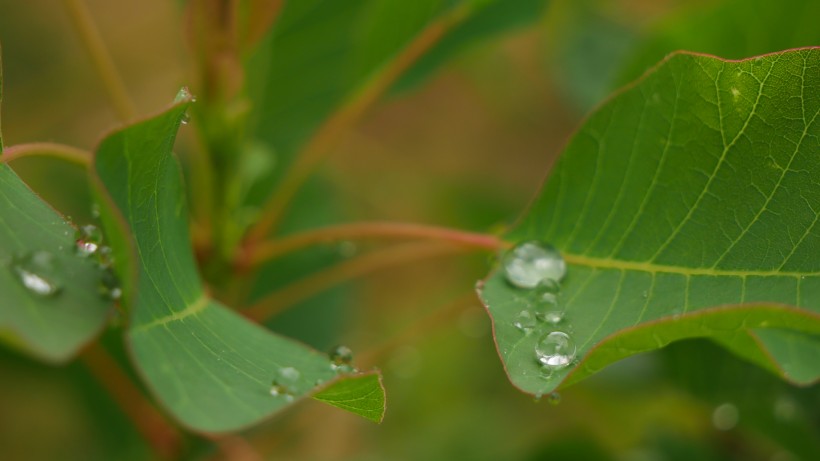 雨后绿叶图片