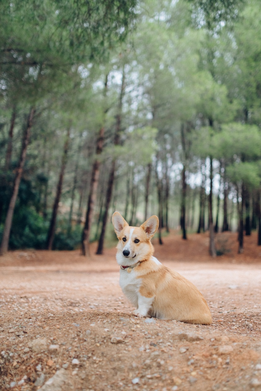 灵活聪明的威尔士柯基犬图片