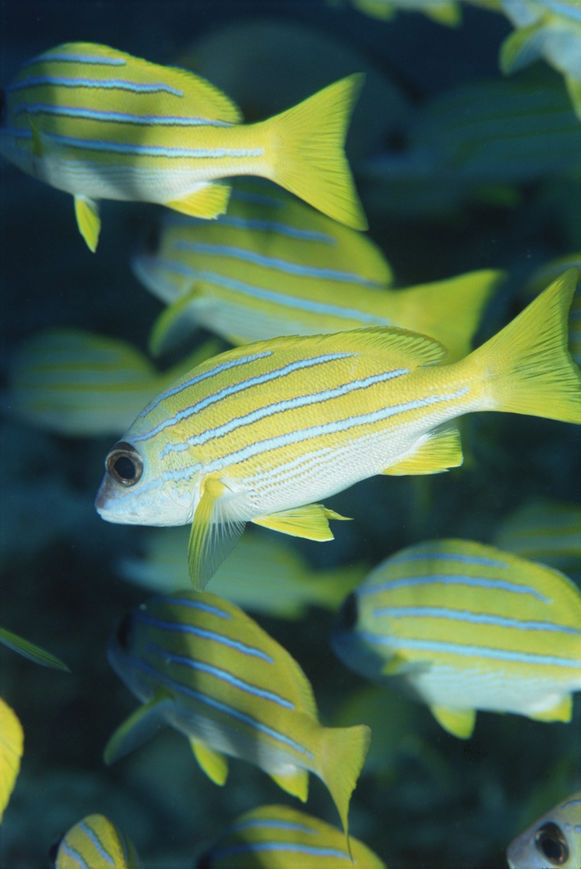 海洋鱼类生物特写图片