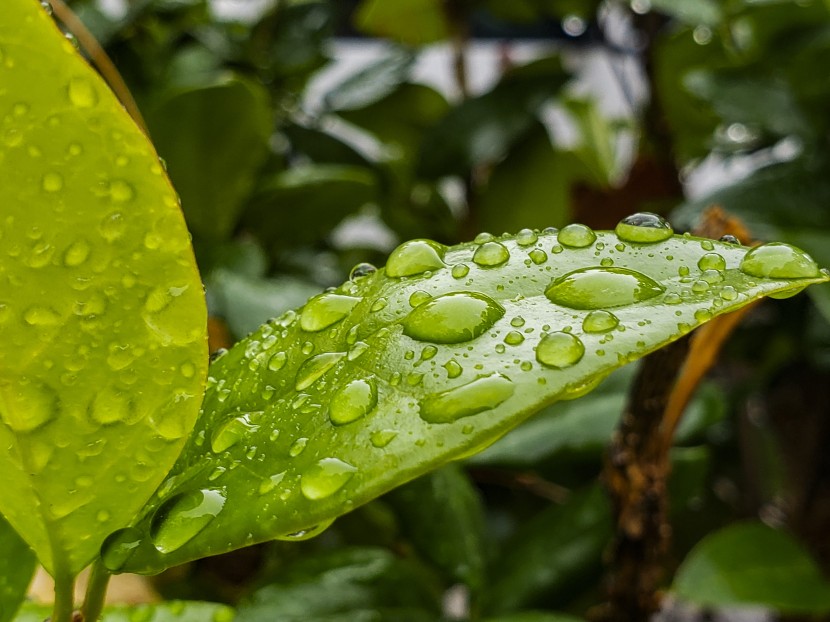 雨后的綠色植物圖片