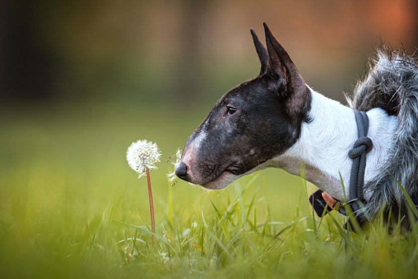 活泼机灵的牛头梗犬图片