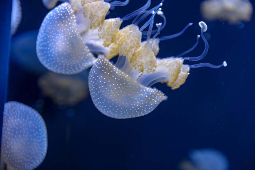 芝加哥谢德水族馆图片