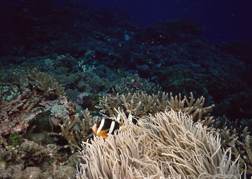 海底生物图片