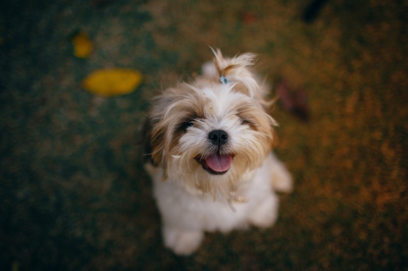 可爱的西施犬图片