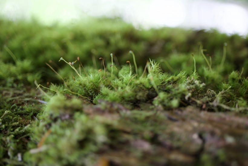 绿色的青苔图片