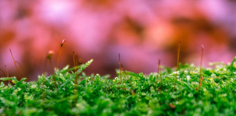 水生绿色青苔图片