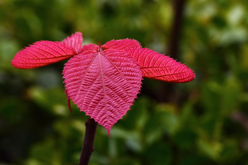 植物山麻杆图片