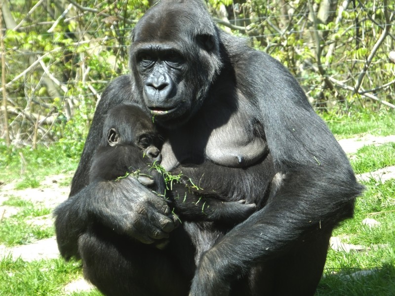 体型庞大的银背大猩猩图片 