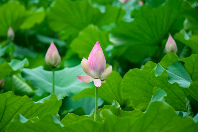 盛開(kāi)的美艷荷花圖片