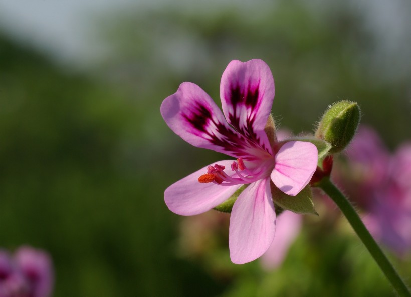 美丽的花蕊图片