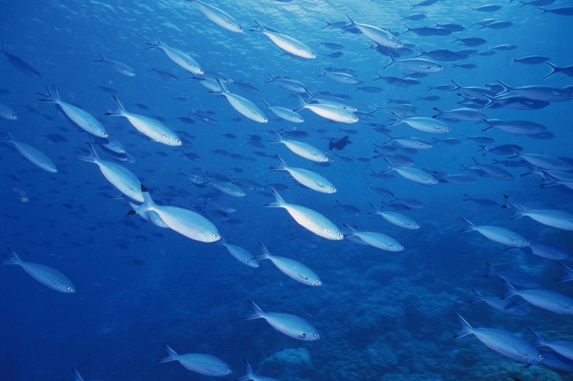 深海魚群圖片