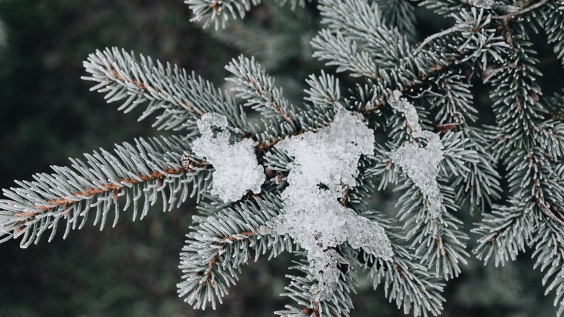 冰雪覆盖的植物图片