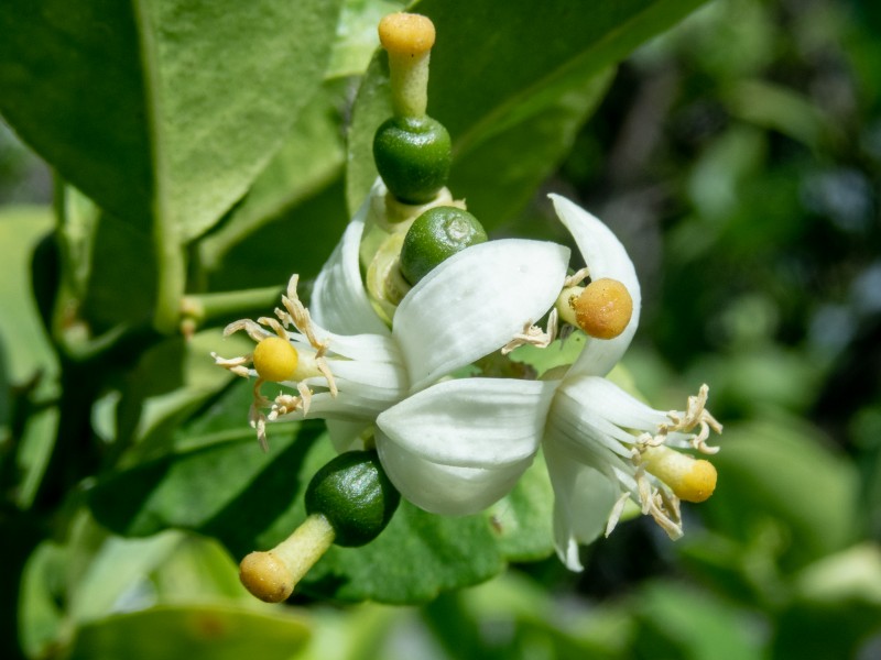 盛開(kāi)的代代花圖片