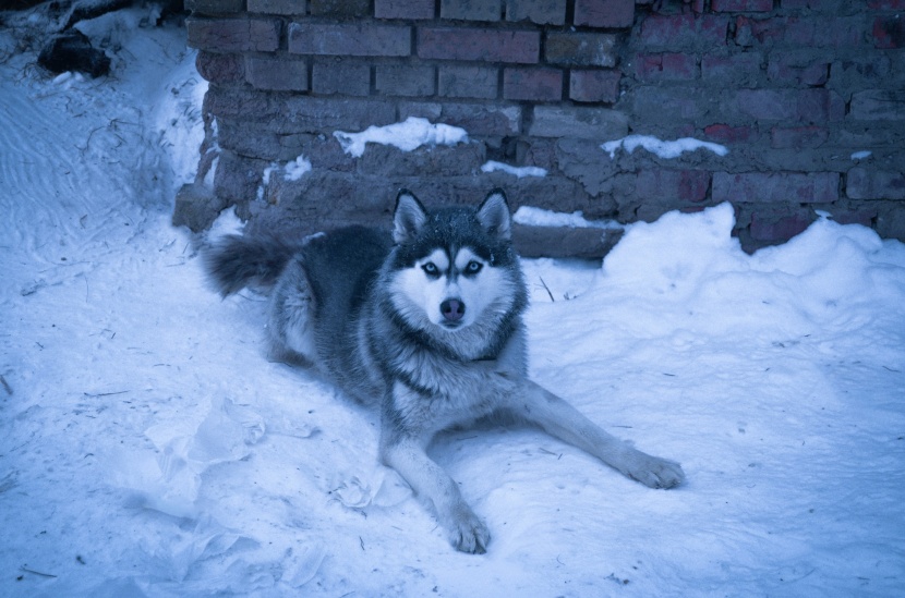 生性友善的西伯利亞雪橇犬圖片