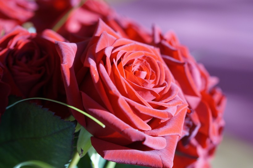 娇艳妖娆的红玫瑰图片