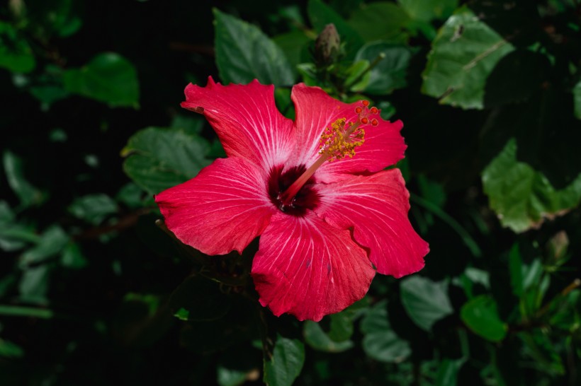 纤细清雅的芙蓉花图片